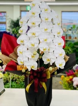 お祝い 胡蝶蘭(コチョウラン)3本立｜「愛花」　（愛媛県松山市の花キューピット加盟店 花屋）のブログ