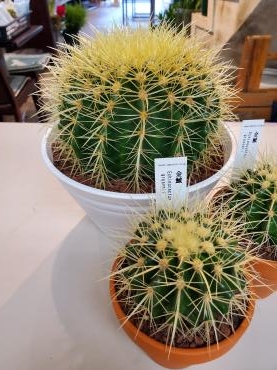 チクリン｜「花里」　（神奈川県逗子市の花キューピット加盟店 花屋）のブログ