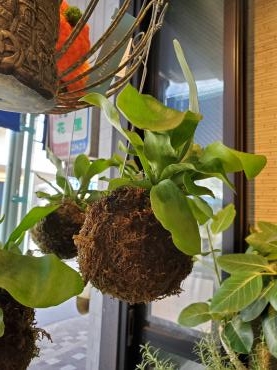 コウモリ｜「花里」　（神奈川県逗子市の花キューピット加盟店 花屋）のブログ
