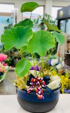 カフェのオープンお祝い♪ 睡蓮鉢｜「愛花」　（愛媛県松山市の花キューピット加盟店 花屋）のブログ