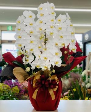 病院・薬局 お祝い 胡蝶蘭5本立｜「愛花」　（愛媛県松山市の花キューピット加盟店 花屋）のブログ