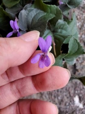 黒葉｜「花里」　（神奈川県逗子市の花キューピット加盟店 花屋）のブログ