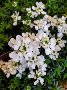 白｜「花里」　（神奈川県逗子市の花キューピット加盟店 花屋）のブログ