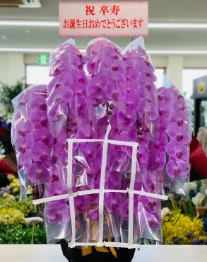 卒寿 お祝い 胡蝶蘭ピンク10本立｜「愛花」　（愛媛県松山市の花キューピット加盟店 花屋）のブログ
