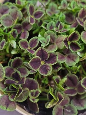 しあわせの｜「花里」　（神奈川県逗子市の花キューピット加盟店 花屋）のブログ