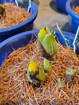 黄色｜「花里」　（神奈川県逗子市の花キューピット加盟店 花屋）のブログ
