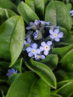 春の青｜「花里」　（神奈川県逗子市の花キューピット加盟店 花屋）のブログ
