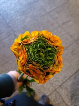 フリル｜「花里」　（神奈川県逗子市の花キューピット加盟店 花屋）のブログ