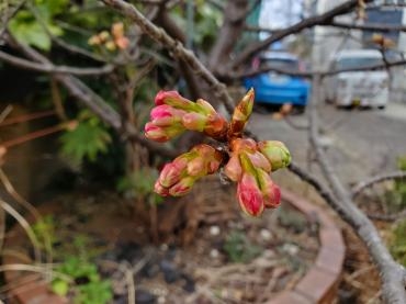 定休日のお知らせ｜「花里」　（神奈川県逗子市の花キューピット加盟店 花屋）のブログ
