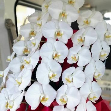 御祝に胡蝶蘭｜「フローリスト　シバタ」　（兵庫県三木市の花キューピット加盟店 花屋）のブログ