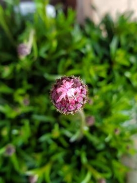 春の色｜「花里」　（神奈川県逗子市の花キューピット加盟店 花屋）のブログ