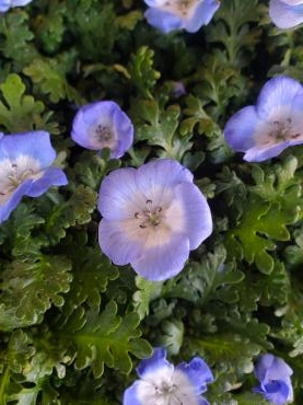 春の青｜「花里」　（神奈川県逗子市の花キューピット加盟店 花屋）のブログ