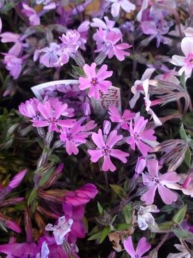 さくらさくら｜「花里」　（神奈川県逗子市の花キューピット加盟店 花屋）のブログ