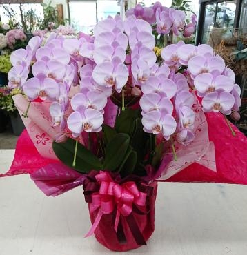 退職お祝い ミディ胡蝶蘭ピンク♪｜「愛花」　（愛媛県松山市の花キューピット加盟店 花屋）のブログ
