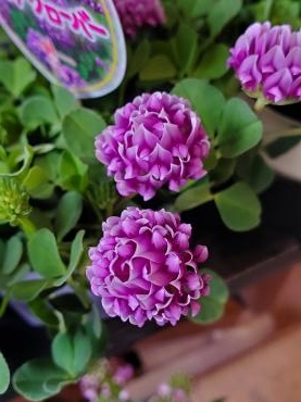 花冠｜「花里」　（神奈川県逗子市の花キューピット加盟店 花屋）のブログ
