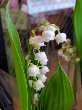 可憐｜「花里」　（神奈川県逗子市の花キューピット加盟店 花屋）のブログ