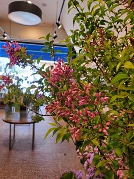 リラ｜「花里」　（神奈川県逗子市の花キューピット加盟店 花屋）のブログ