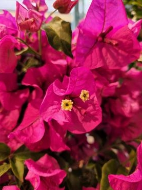 じーっ｜「花里」　（神奈川県逗子市の花キューピット加盟店 花屋）のブログ