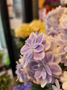 万華鏡｜「花里」　（神奈川県逗子市の花キューピット加盟店 花屋）のブログ