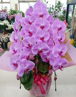 就任お祝い 胡蝶蘭ピンク三本立♪｜「愛花」　（愛媛県松山市の花キューピット加盟店 花屋）のブログ