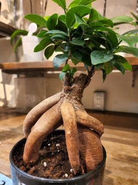 秘密基地｜「花里」　（神奈川県逗子市の花キューピット加盟店 花屋）のブログ