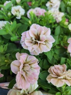名前が呪文｜「花里」　（神奈川県逗子市の花キューピット加盟店 花屋）のブログ