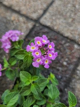 ランタナ｜「花里」　（神奈川県逗子市の花キューピット加盟店 花屋）のブログ