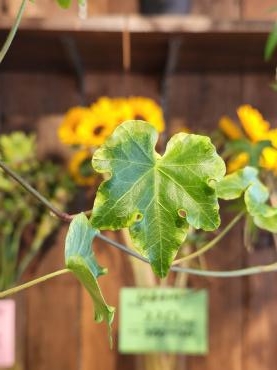 ｜「花里」　（神奈川県逗子市の花キューピット加盟店 花屋）のブログ