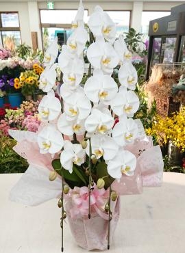 法要 お供え 胡蝶蘭３本立｜「愛花」　（愛媛県松山市の花キューピット加盟店 花屋）のブログ