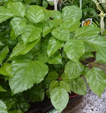 観葉植物 ヘテロパナックス♪｜「愛花」　（愛媛県松山市の花キューピット加盟店 花屋）のブログ