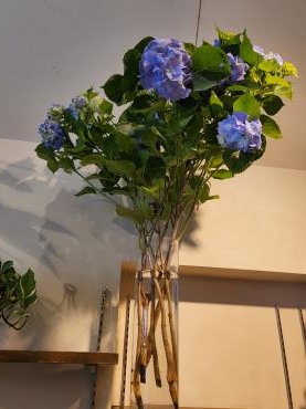 紫陽花｜「花里」　（神奈川県逗子市の花キューピット加盟店 花屋）のブログ