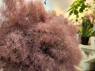雲海｜「花里」　（神奈川県逗子市の花キューピット加盟店 花屋）のブログ