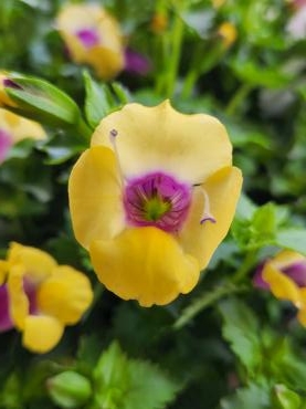 ｜「花里」　（神奈川県逗子市の花キューピット加盟店 花屋）のブログ