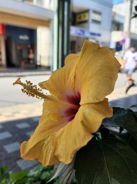 夏｜「花里」　（神奈川県逗子市の花キューピット加盟店 花屋）のブログ