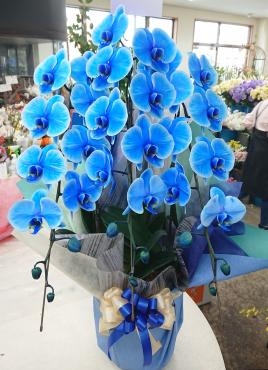 お供え 胡蝶蘭「ブルーエレガンス」｜「愛花」　（愛媛県松山市の花キューピット加盟店 花屋）のブログ