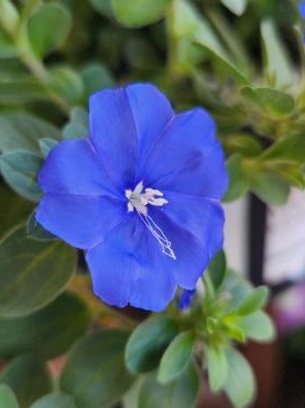 青｜「花里」　（神奈川県逗子市の花キューピット加盟店 花屋）のブログ