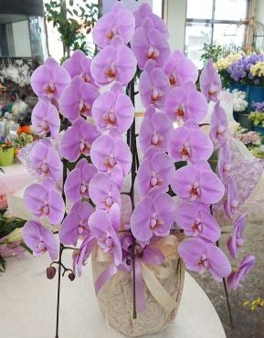 お供え 胡蝶蘭 ピンク｜「愛花」　（愛媛県松山市の花キューピット加盟店 花屋）のブログ