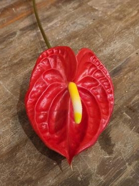 真っ赤｜「花里」　（神奈川県逗子市の花キューピット加盟店 花屋）のブログ