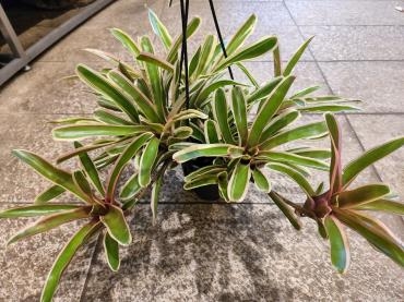 щ(゜▽゜щ)｜「花里」　（神奈川県逗子市の花キューピット加盟店 花屋）のブログ