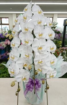 御葬儀 お供え 胡蝶蘭３本立｜「愛花」　（愛媛県松山市の花キューピット加盟店 花屋）のブログ