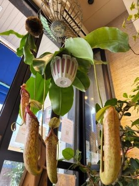 夏休みのおしらせ｜「花里」　（神奈川県逗子市の花キューピット加盟店 花屋）のブログ