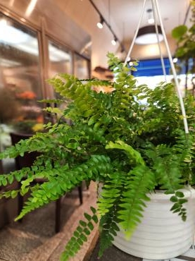 夏の置き土産｜「花里」　（神奈川県逗子市の花キューピット加盟店 花屋）のブログ