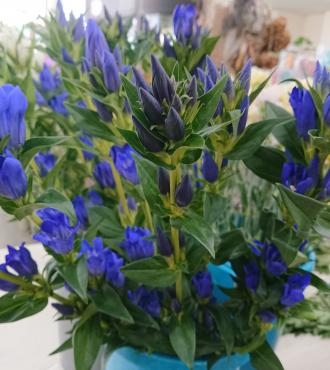 リンドウ「スカイブルーしなの」入荷中♪｜「愛花」　（愛媛県松山市の花キューピット加盟店 花屋）のブログ