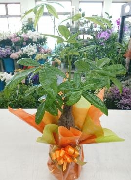 日頃の感謝を込めて 観葉植物「パキラ」♪｜「愛花」　（愛媛県松山市の花キューピット加盟店 花屋）のブログ