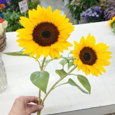 双子の向日葵♪｜「愛花」　（愛媛県松山市の花キューピット加盟店 花屋）のブログ