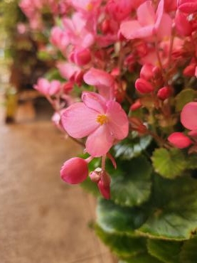 ピンク｜「花里」　（神奈川県逗子市の花キューピット加盟店 花屋）のブログ