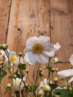 仲間｜「花里」　（神奈川県逗子市の花キューピット加盟店 花屋）のブログ