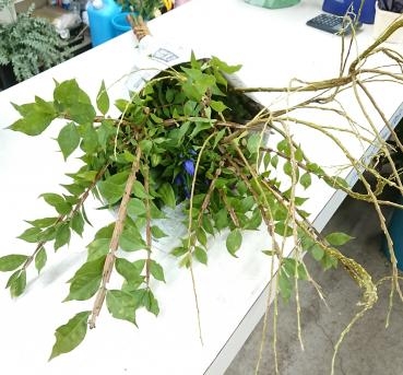 ディスプレイ用 切り花♪｜「愛花」　（愛媛県松山市の花キューピット加盟店 花屋）のブログ