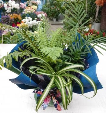 ディスプレイ 観葉植物 寄せ鉢♪｜「愛花」　（愛媛県松山市の花キューピット加盟店 花屋）のブログ