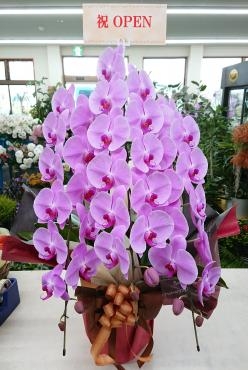 開店祝い 胡蝶蘭ピンク ３本立♪｜「愛花」　（愛媛県松山市の花キューピット加盟店 花屋）のブログ